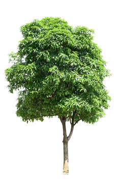 osmanthus tree