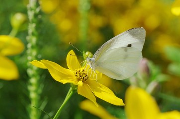 キク科の花とモンシロチョウ