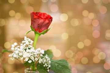 Obraz premium red rose