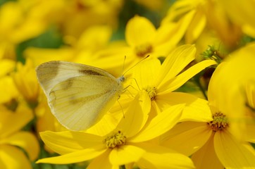 モンシロチョウと黄色い花