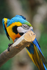 ルリコンゴウインコ