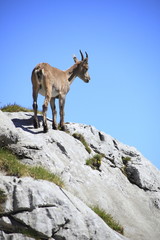 Obraz premium Jungsteinbock in den Alpen