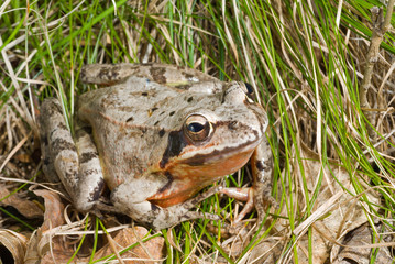 Frog 10