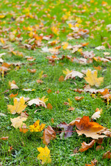Autumn leaf in a green grass © Olga Galushko