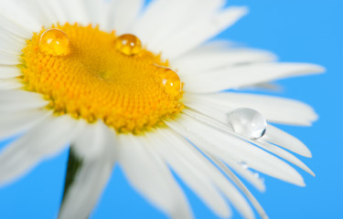 Camomile with dew drops