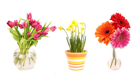 Collection of flowers in vases, isolated on white background