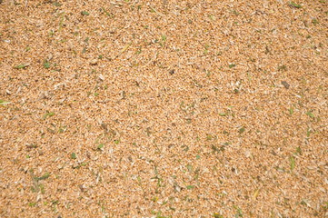 Mown corn harvester hair grain