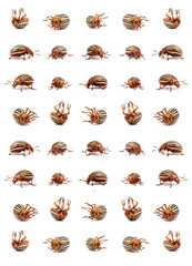 colorado potato beetles