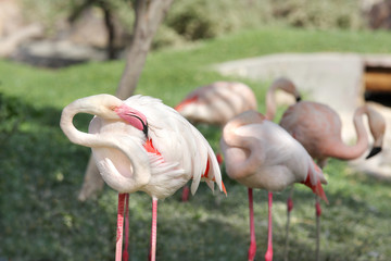 Flamingo rubbing its body to relieve itching