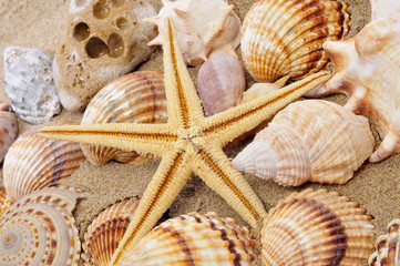Fototapeta na wymiar seashells and seastar