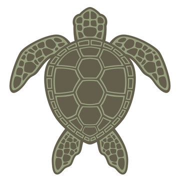 Green Sea Turtle