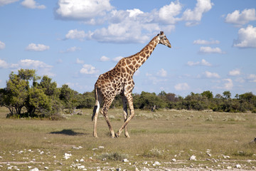 Giraffe
