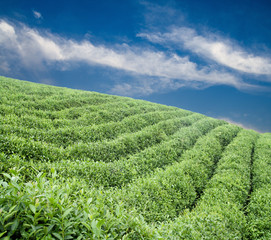 Fototapeta na wymiar plantacji herbaty na wzgórzu