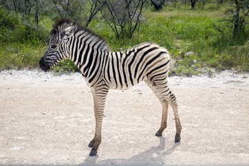 Fototapeta na wymiar Zebrafohlen