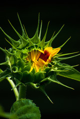 Sunflower Spikes