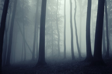 fog in a beautiful forest with elegant trees