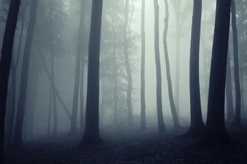 Foto auf Leinwand Nebel in einem wunderschönen Wald mit eleganten Bäumen © andreiuc88