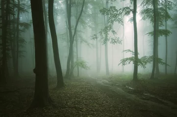 Deurstickers weg door een groen bos met oude bomen © andreiuc88