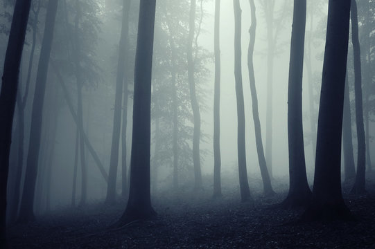 Fototapeta fog in a beautiful forest with elegant trees