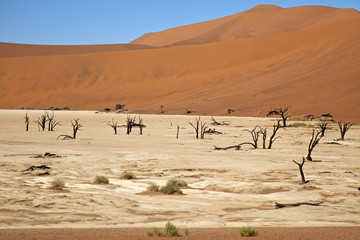 Dead Vlei