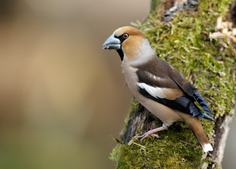 Grubodziób (Coccothraustes coccothraustes) © Tomasz Kubis