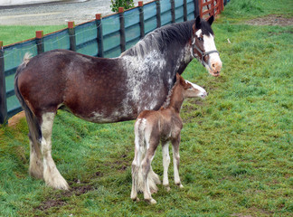 Horse and foal