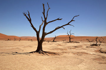 Dead Vlei