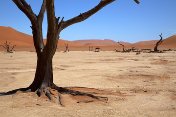 Dead Vlei