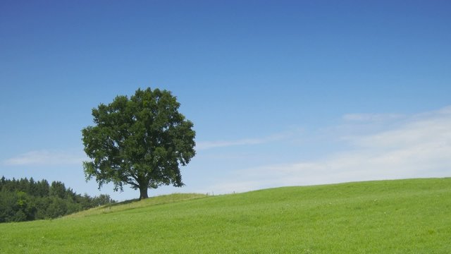 Tree in the green meadow