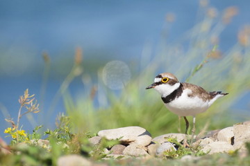 Little Ringed Plover with beautiful background