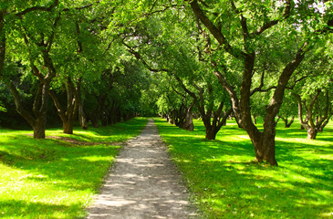 Fototapeta na wymiar Gravel path in a park with green meadows and trees around