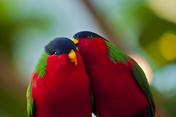 Collared Lory