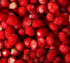 Berry