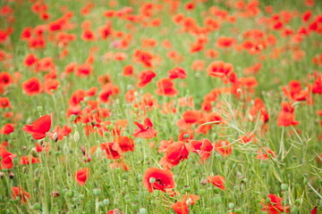 Field of wild poppy flowers.