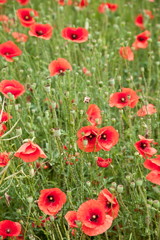 Field of wild poppy flowers.