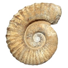 fossil spiral snail stone real ancient petrified shell