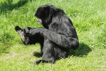 Siamang