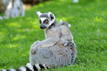 Ring Tailed Lemur
