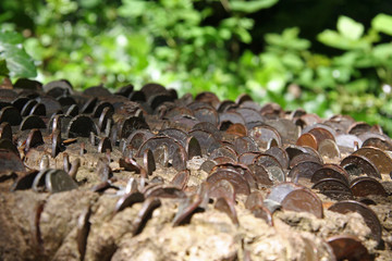 Coins embedded in tree trunk