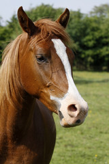 Obraz premium Araber