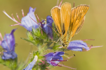Ochlodes sylvanus