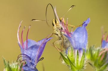 Ochlodes sylvanus