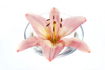 Obraz na płótnie Canvas pink lily in bowl