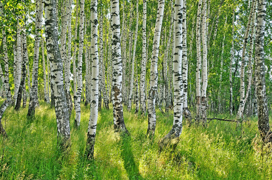 Fototapeta birch forest