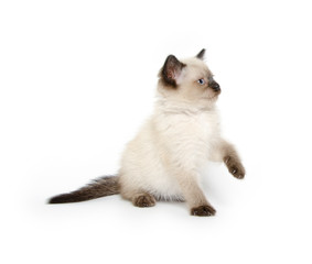 Cute kitten with paw up