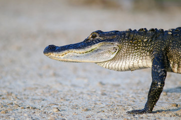 American alligator