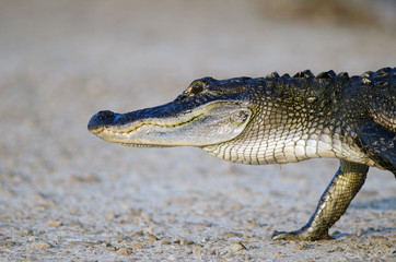 Fototapeta premium American alligator