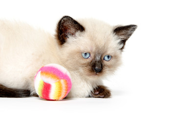Cute kitten with ball