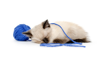 Cute kitten with blue yarn