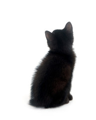 Back of black kitten